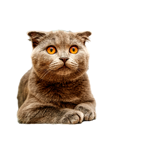 Close Up Portrait Of A Scottish Fold Cat With Plush Fur And Striking Amber Eyes. Ideal For Pet Lovers. 15551 - Cat PNG image with transparent background